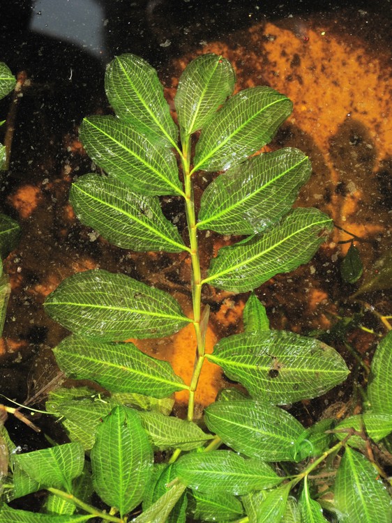 Potamogeton lucens